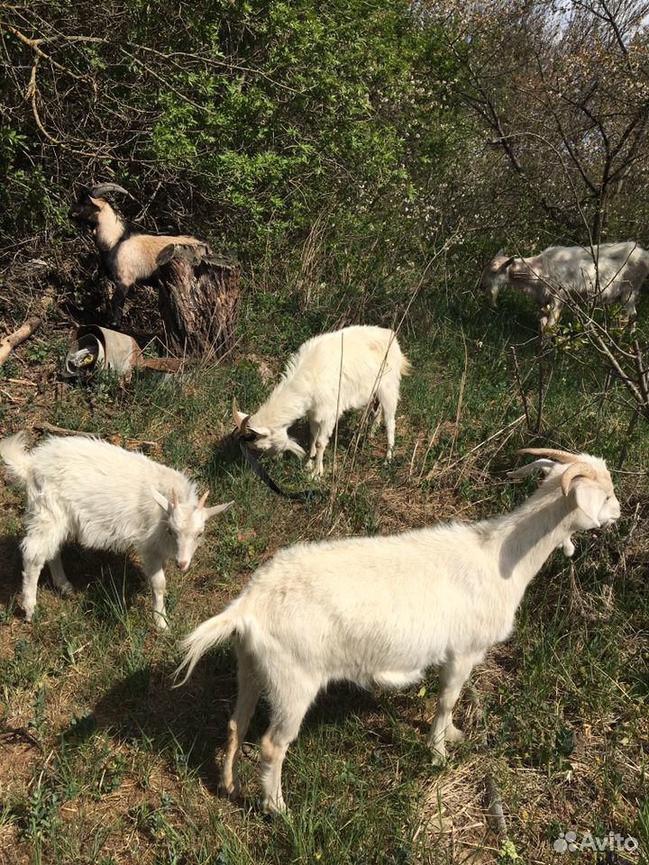 Продаются козы и козлы купить на Зозу.ру - фотография № 1