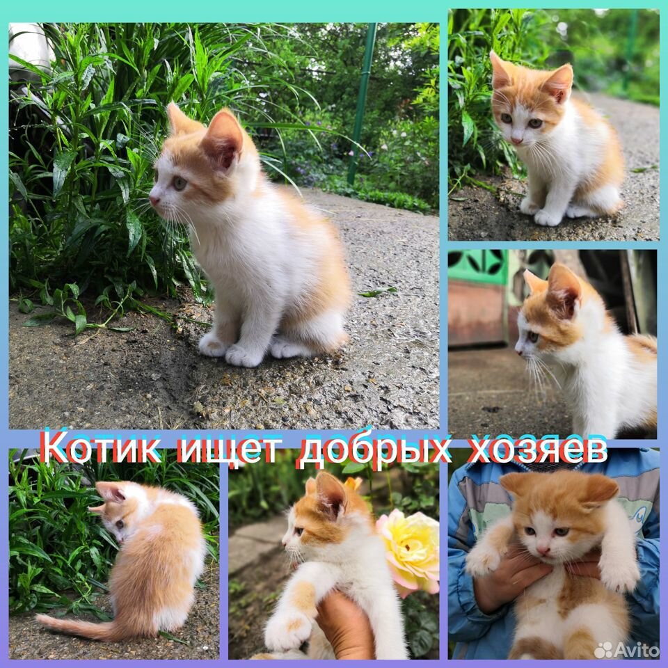 Бесплатно котик в добрые руки купить на Зозу.ру - фотография № 1
