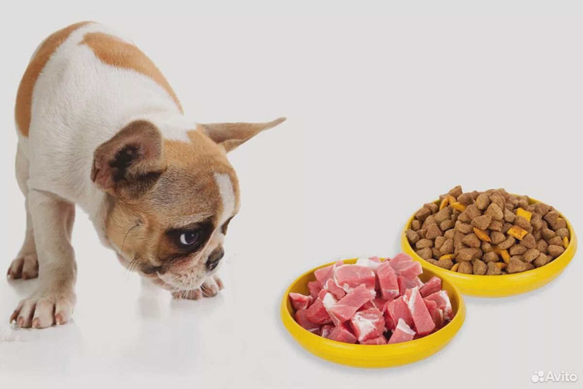 Корм для собак. Пища животных. Еда для животных. Питание собак.