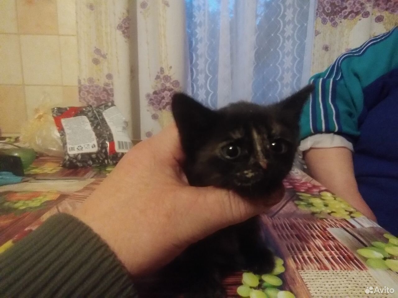 Шикарные котята купить на Зозу.ру - фотография № 2