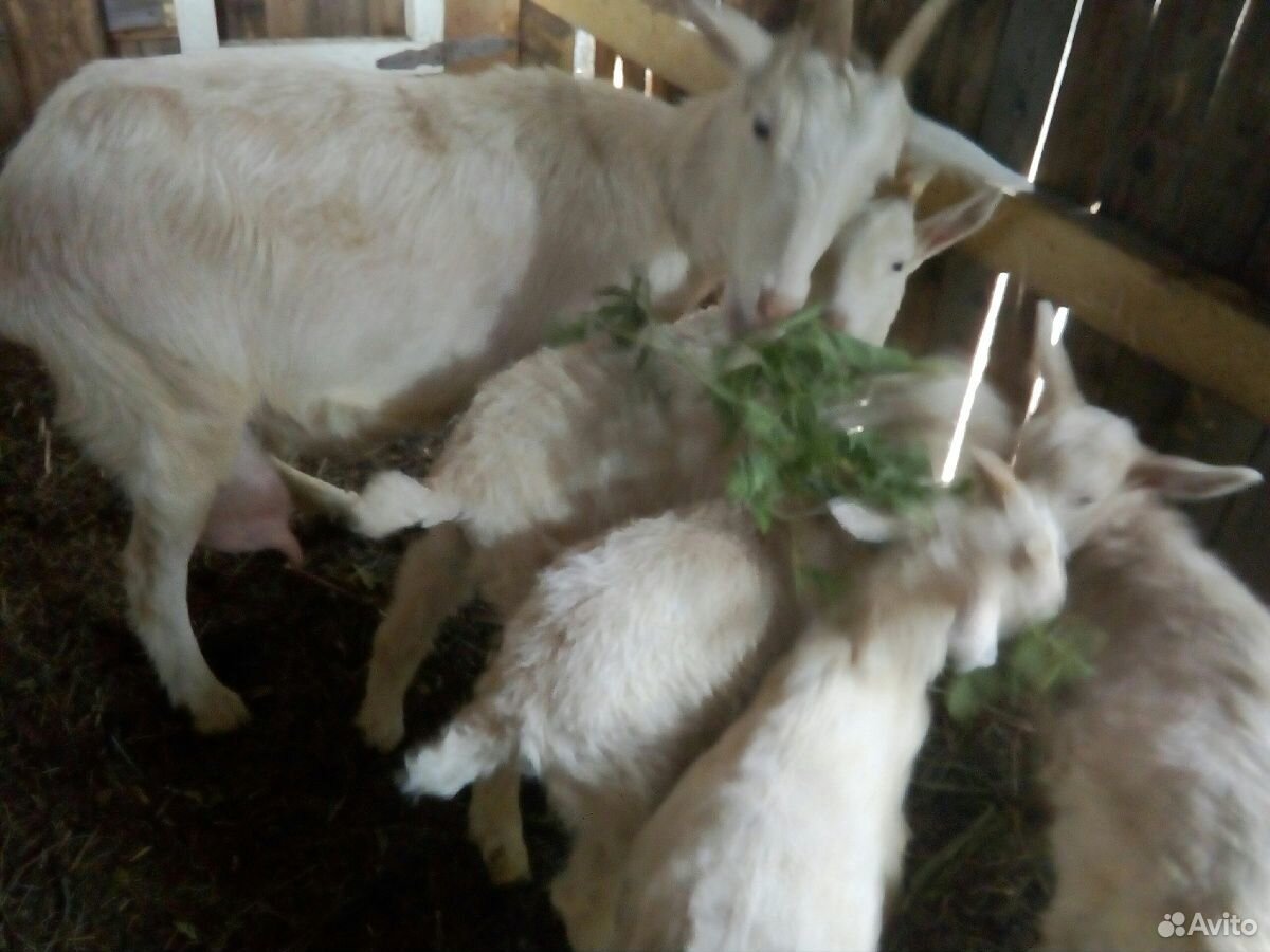 Молочные козы, козлята купить на Зозу.ру - фотография № 4