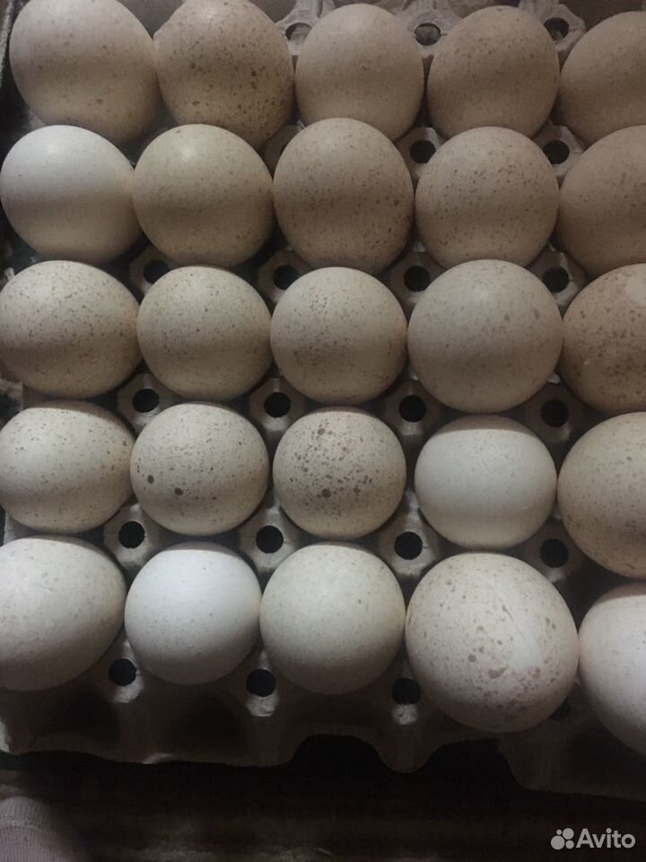 Инкубационное яйцо индюков купить на Зозу.ру - фотография № 3