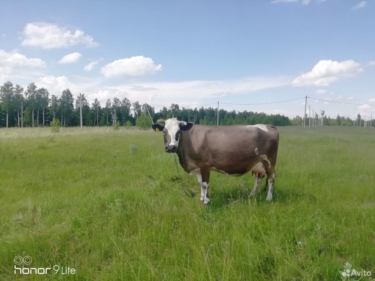 Корова высокоудойная купить на Зозу.ру - фотография № 3