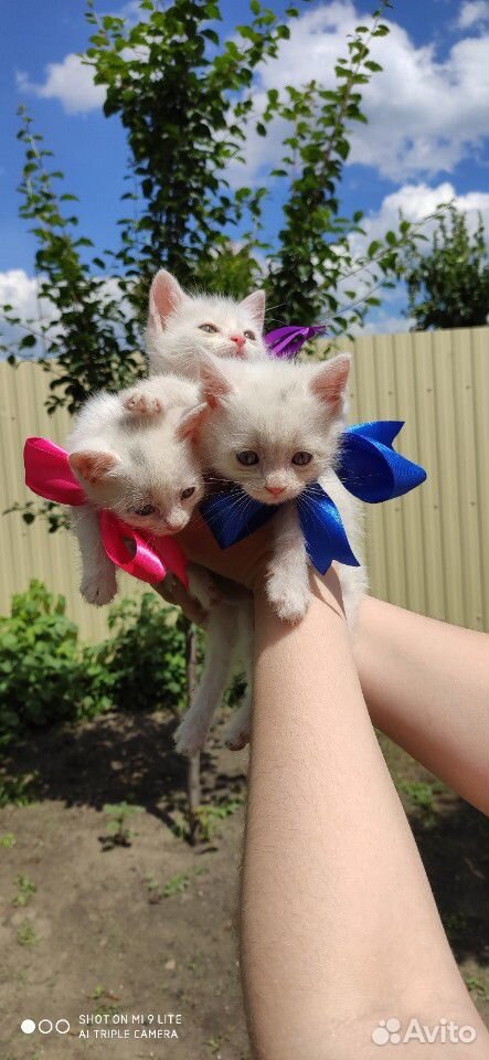 Белоснежные котята купить на Зозу.ру - фотография № 2