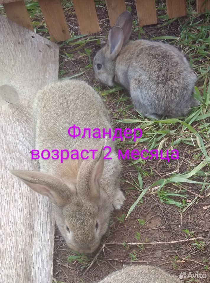 Крольчата купить на Зозу.ру - фотография № 7