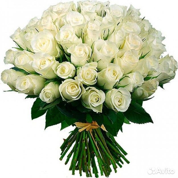 Букет из 75 белых роз.Доставка купить на Зозу.ру - фотография № 1