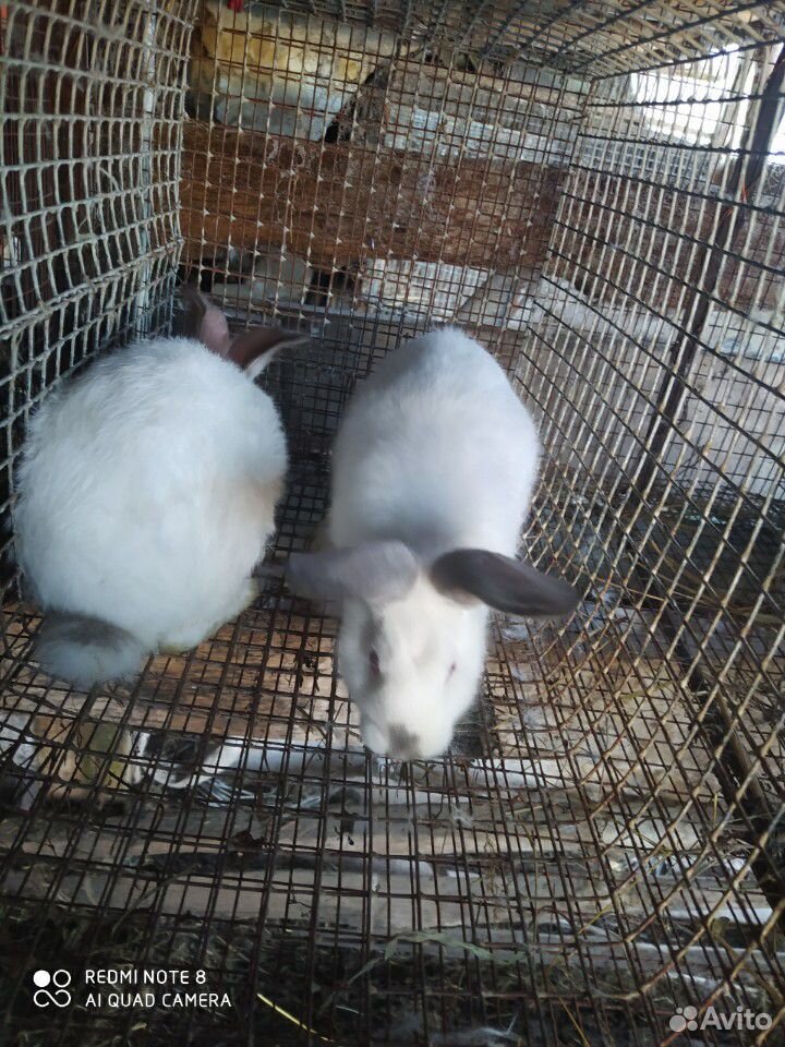 Калифорнийский кролик 2 месяца обоим цена в низу купить на Зозу.ру - фотография № 2