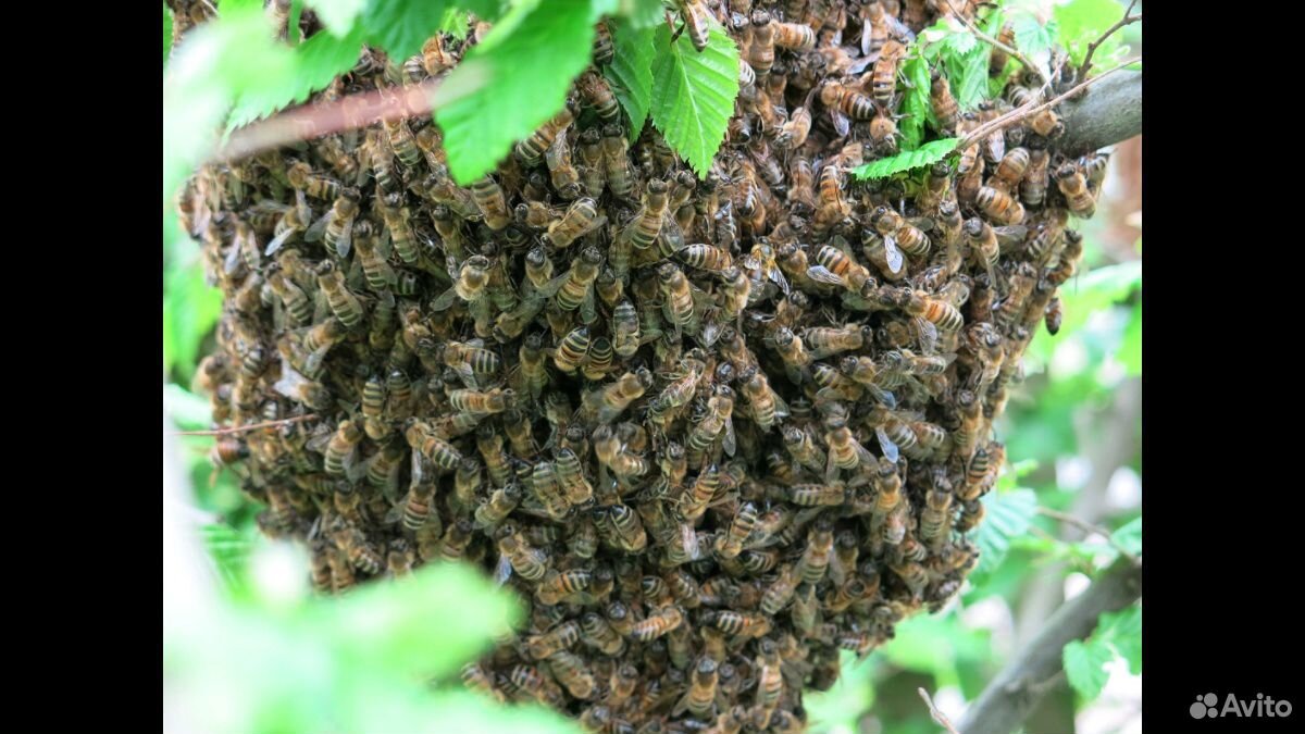 Рой пчёл купить на Зозу.ру - фотография № 1