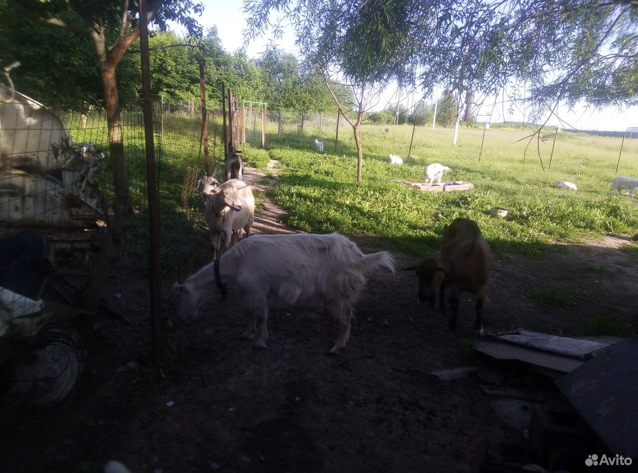 Продам козу купить на Зозу.ру - фотография № 2