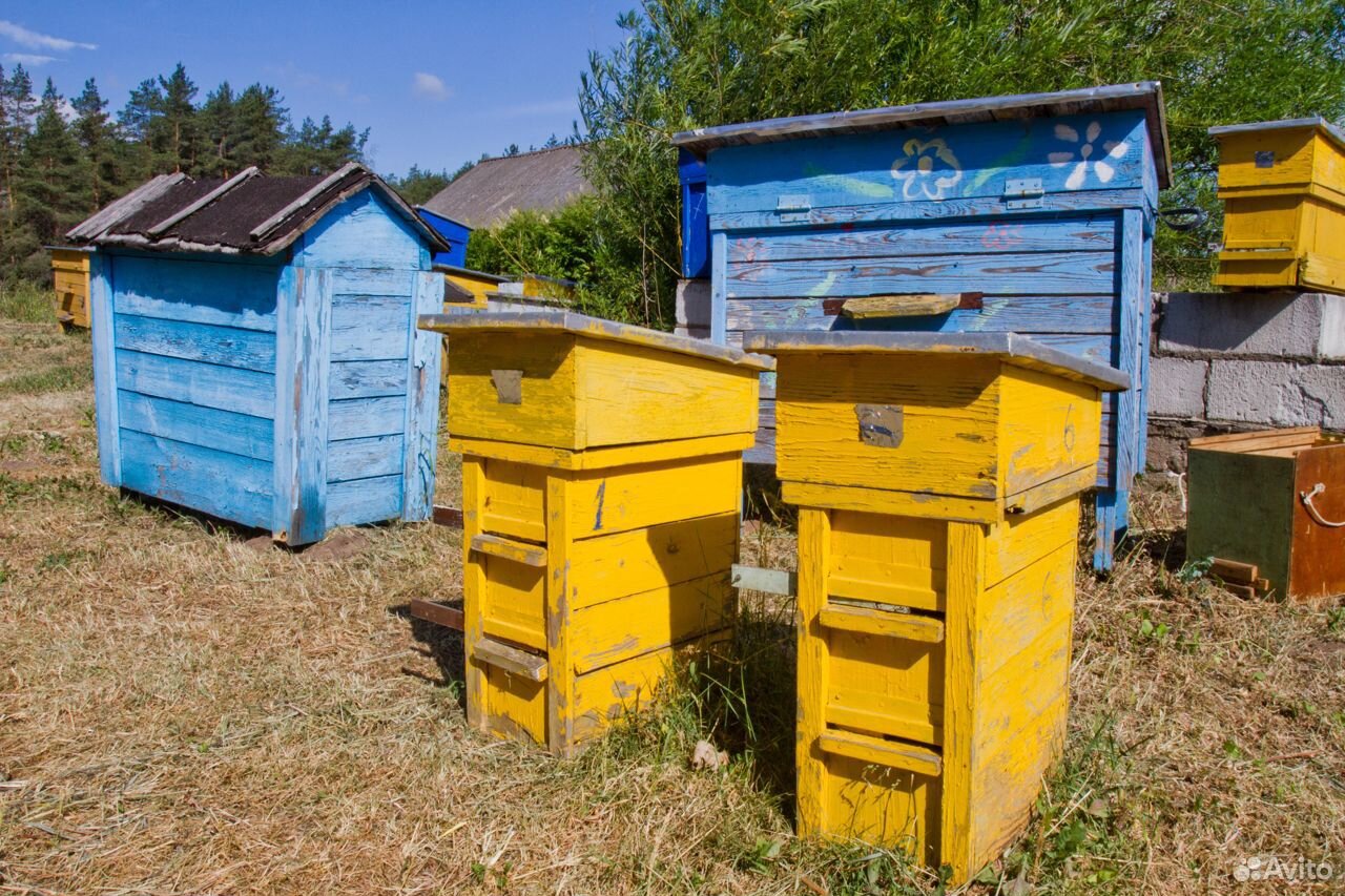Пчелы, пчелопакеты, с ульями купить на Зозу.ру - фотография № 1