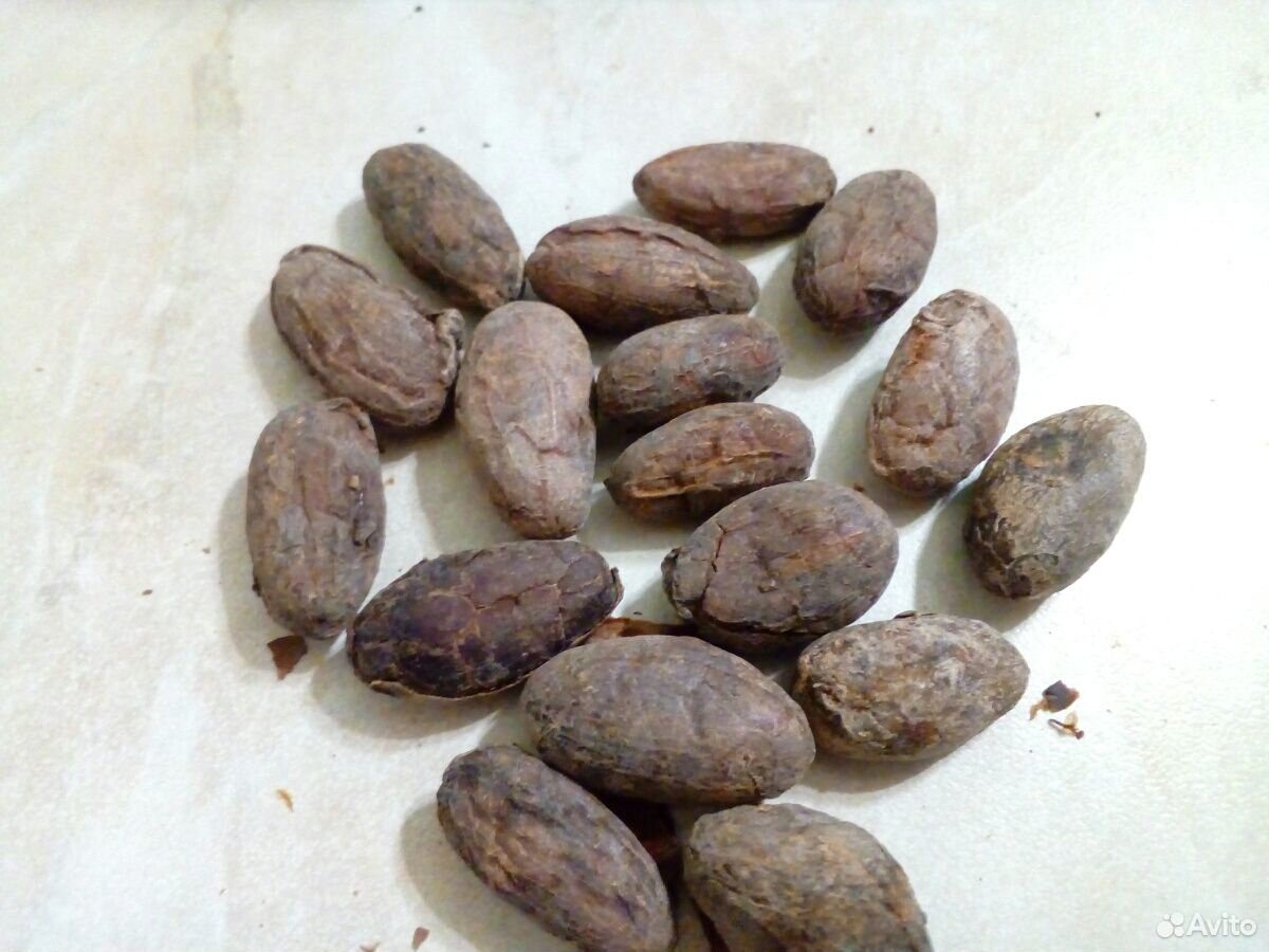 Какао бобы купить на Зозу.ру - фотография № 1
