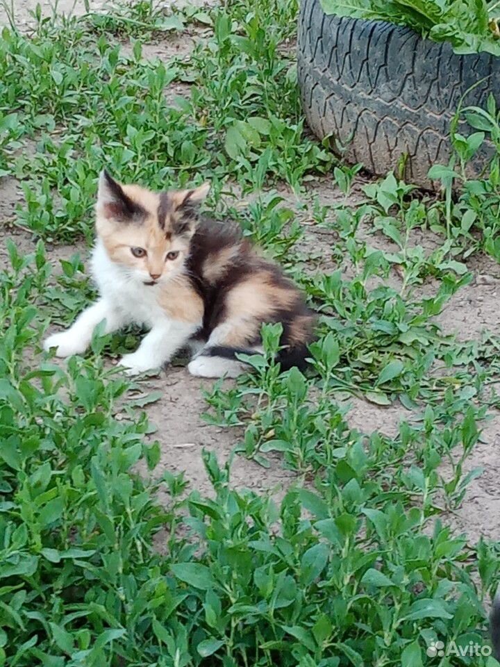 Ласковые котята купить на Зозу.ру - фотография № 6
