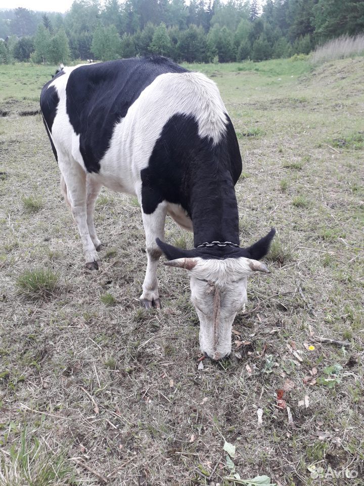 Продам корову телку купить на Зозу.ру - фотография № 2
