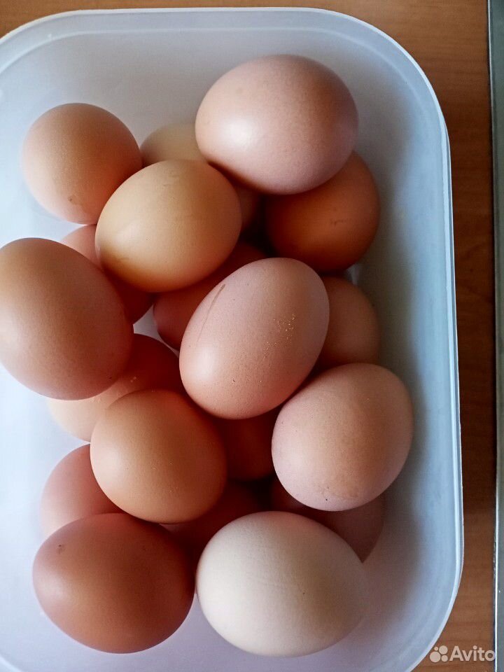Яйцо домашних кур купить на Зозу.ру - фотография № 1