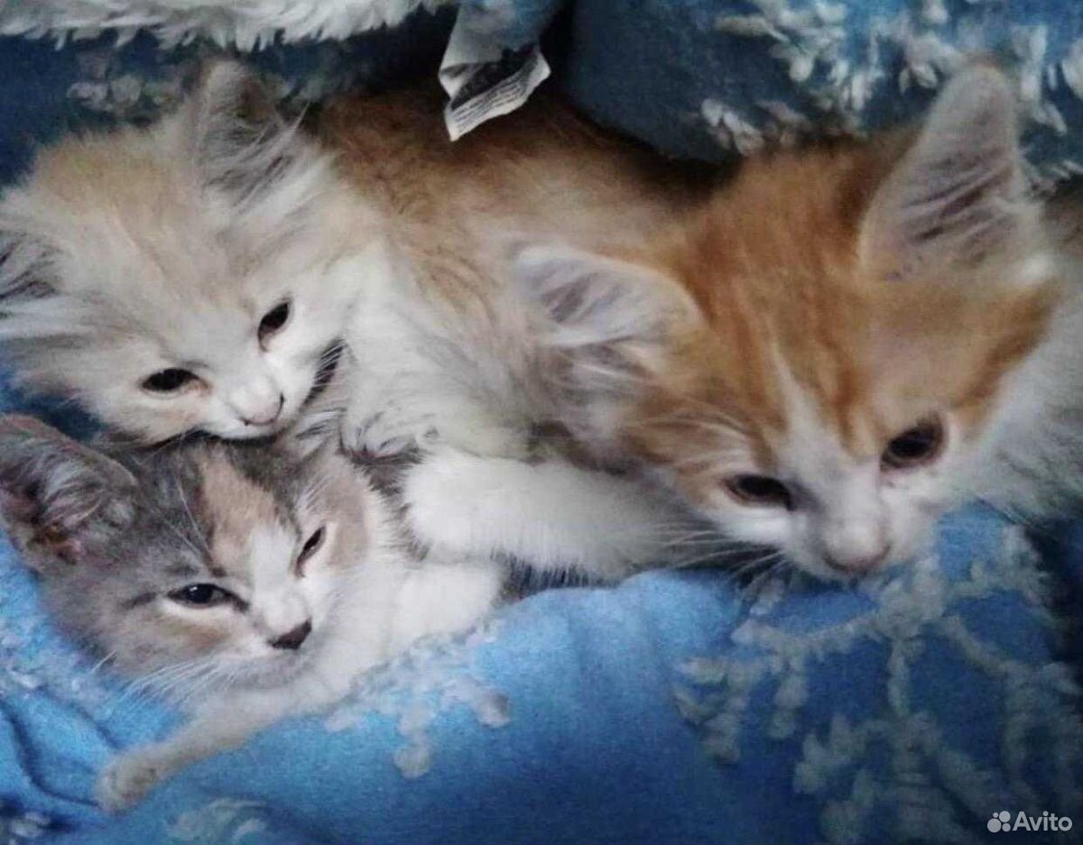 Три котенка купить на Зозу.ру - фотография № 4
