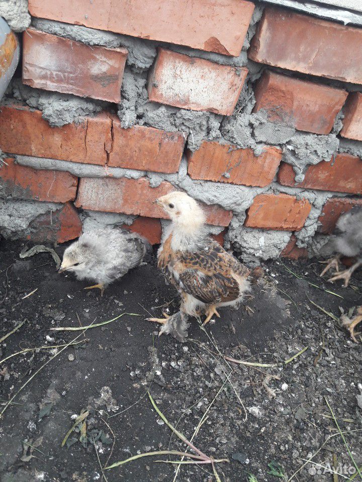 Цыплята домашние.месячные.восновном все лахмоногие купить на Зозу.ру - фотография № 5