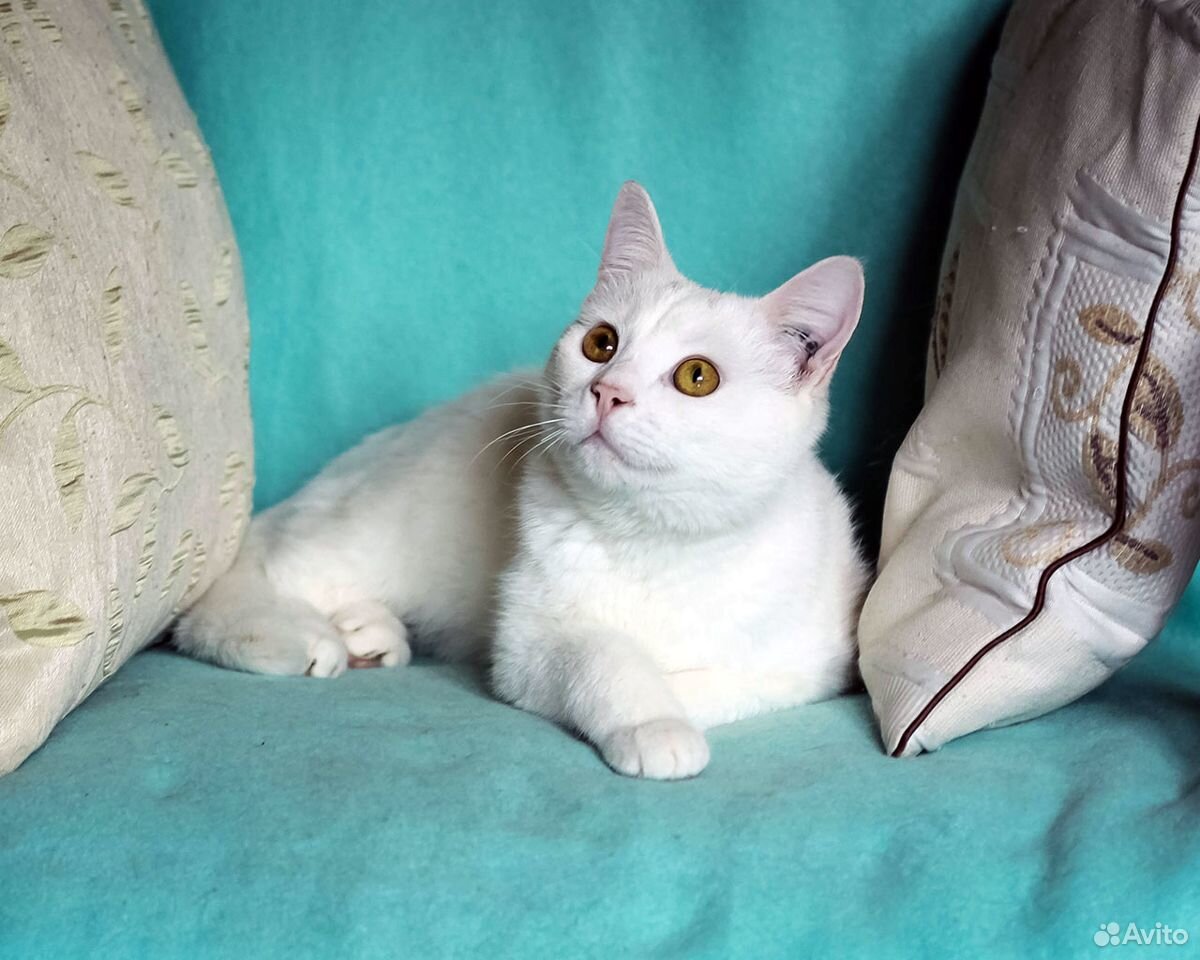 Кот лютик