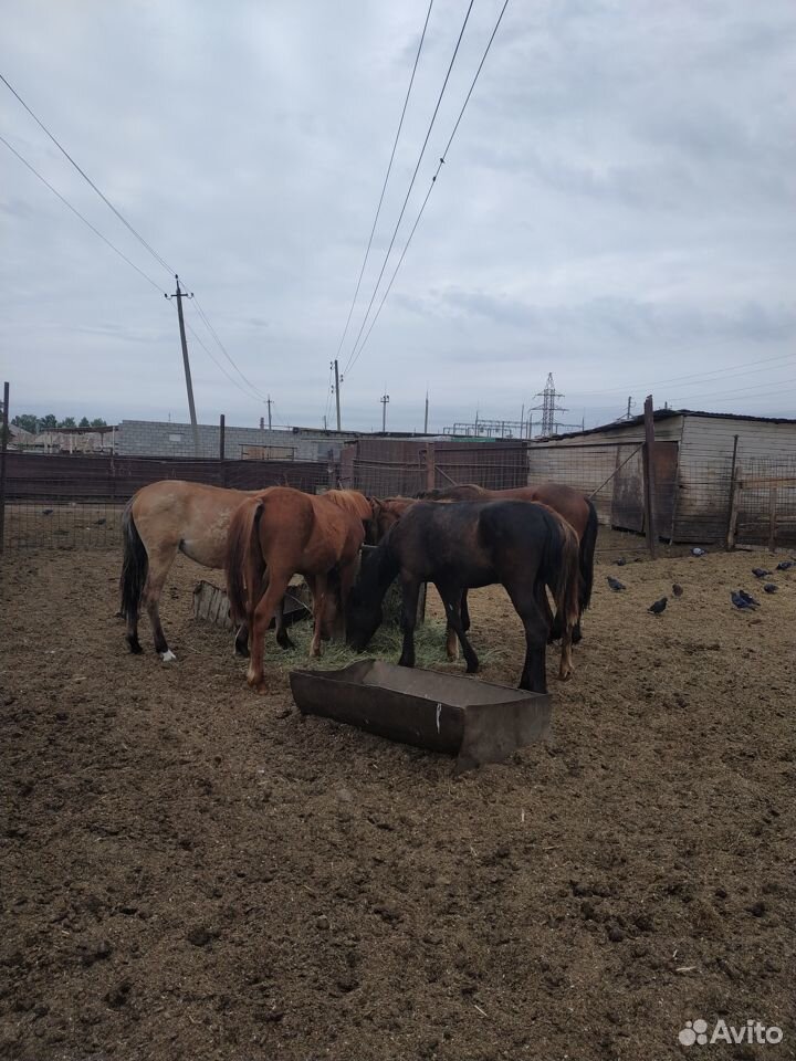 Продам годовичков лошадей купить на Зозу.ру - фотография № 1