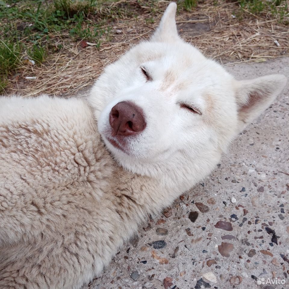 Найдена собака, кобель купить на Зозу.ру - фотография № 2