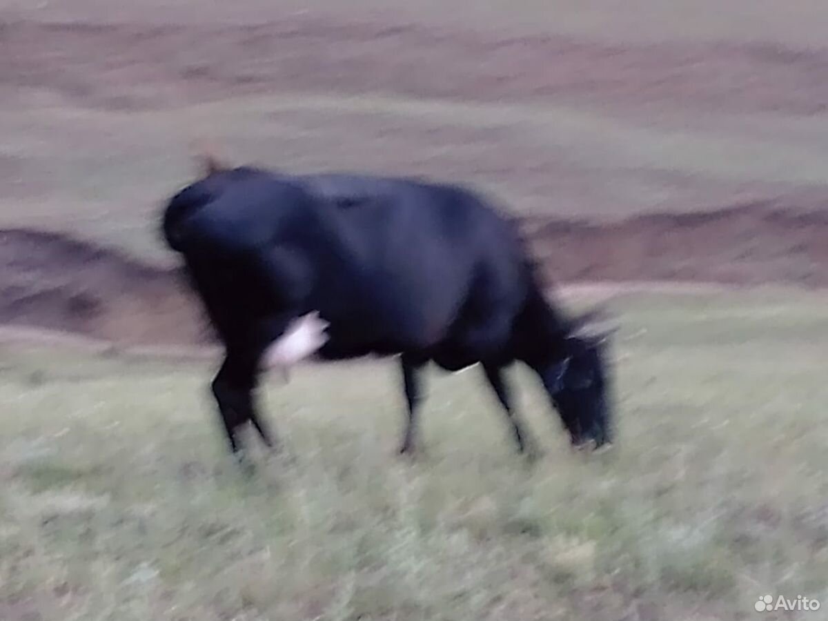 Коровы молочные купить на Зозу.ру - фотография № 2