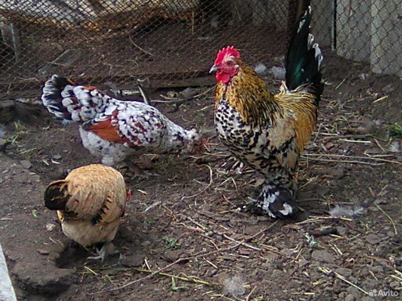 Фазаны,фазанята,цыплята купить на Зозу.ру - фотография № 3