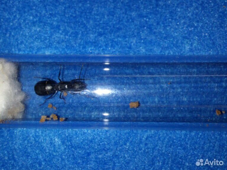 Муравьи Camponotus vagus купить на Зозу.ру - фотография № 2
