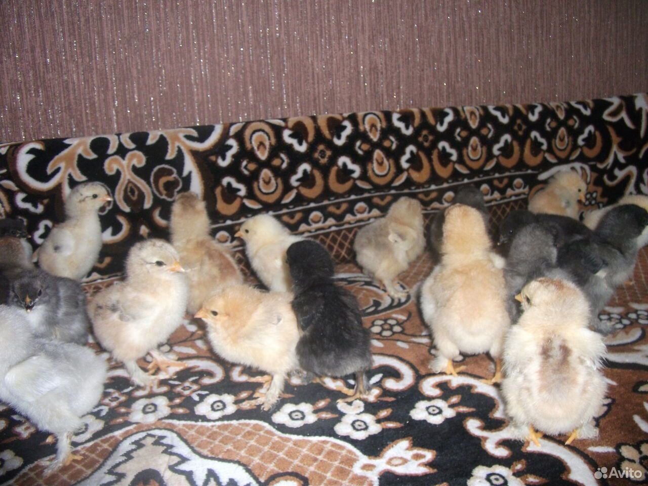 Продаются цыплята брама купить на Зозу.ру - фотография № 1