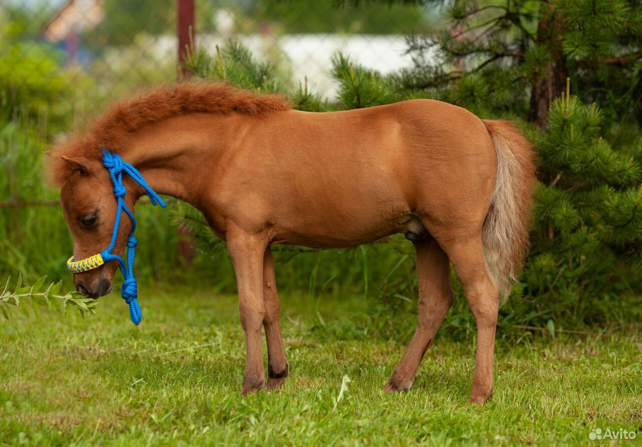 Американская миниатюрная лошадь купить на Зозу.ру - фотография № 3