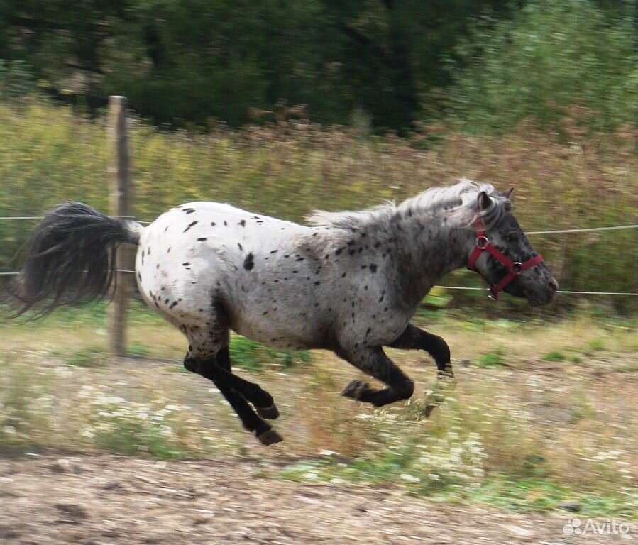 Мини лошади и Белорусские упряжные купить на Зозу.ру - фотография № 3