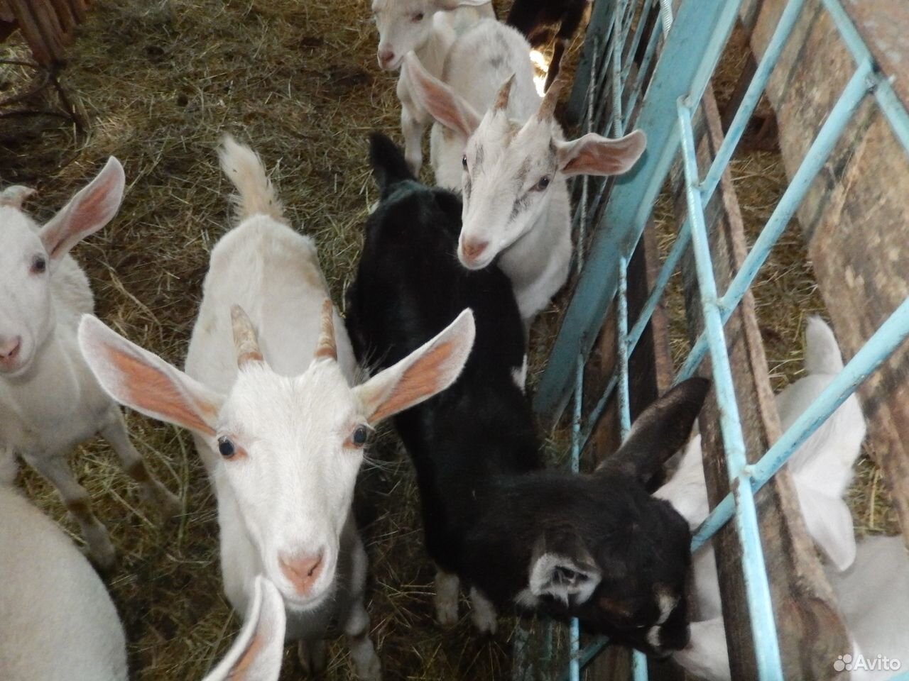 Предлагаю молочных коз с козлятами купить на Зозу.ру - фотография № 5