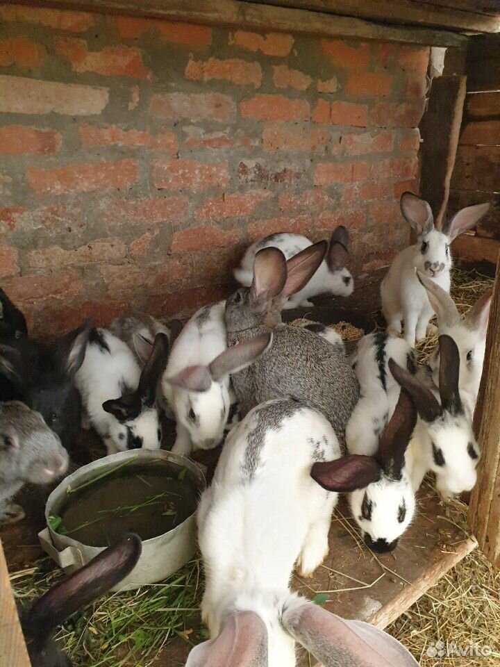 Продаются кролики различного возраста купить на Зозу.ру - фотография № 3