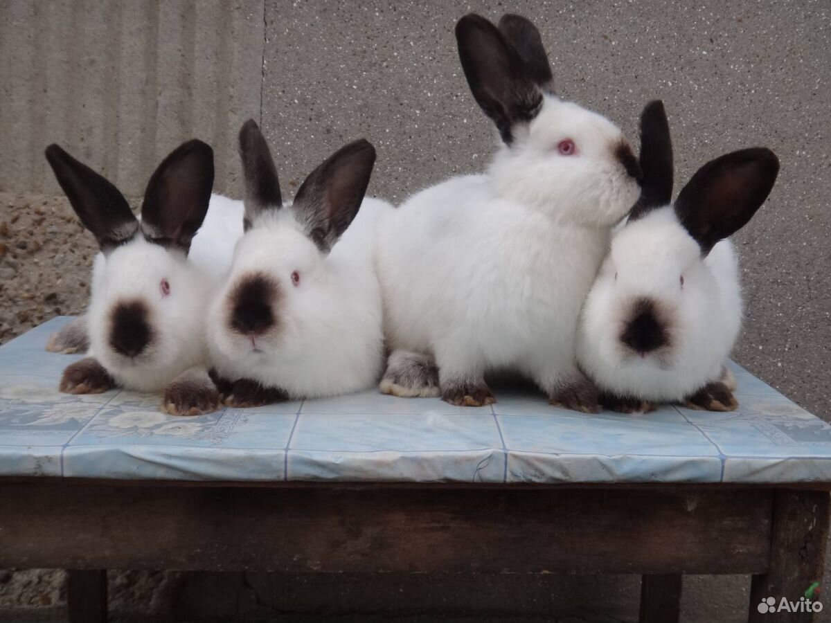 Кролики колифорнийцы купить на Зозу.ру - фотография № 2