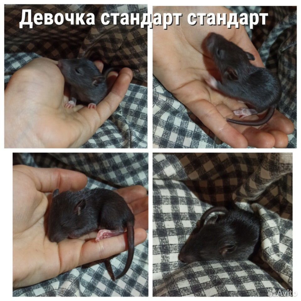 Крысята ищут дом купить на Зозу.ру - фотография № 6