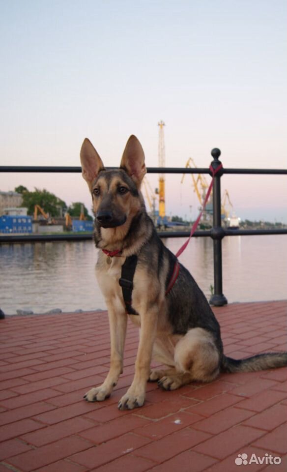 Собака Белль ищет ответственные руки купить на Зозу.ру - фотография № 1