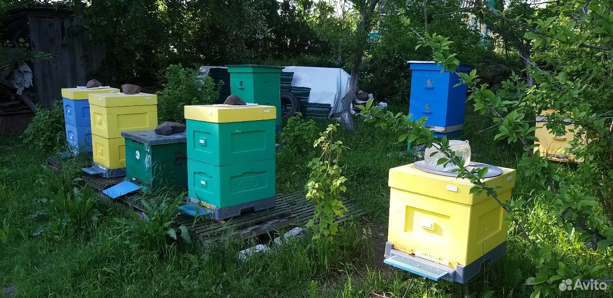 Пчёлы, пчелосемьи, отвотводки купить на Зозу.ру - фотография № 2