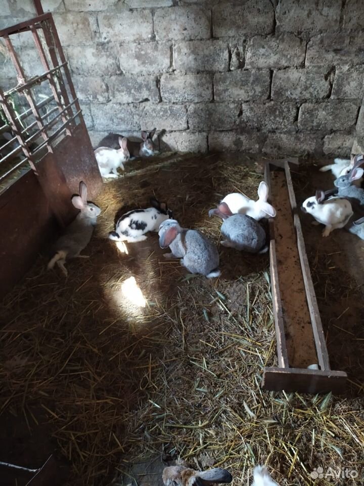 Кролики домашние купить на Зозу.ру - фотография № 2