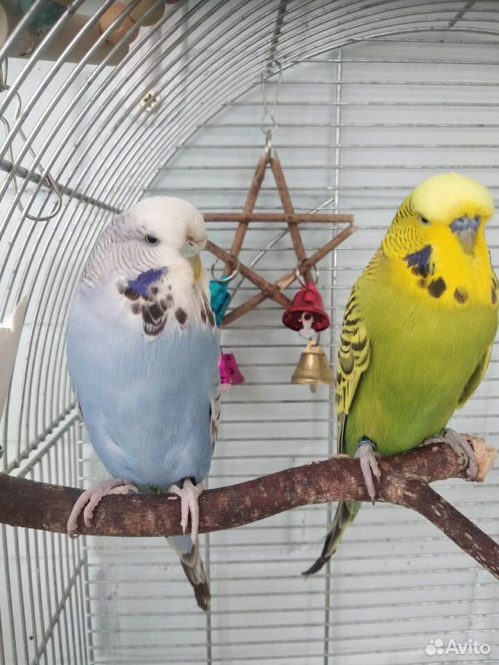 Пара выставочных волнистых попугаев, ввп чех купить на Зозу.ру - фотография № 1