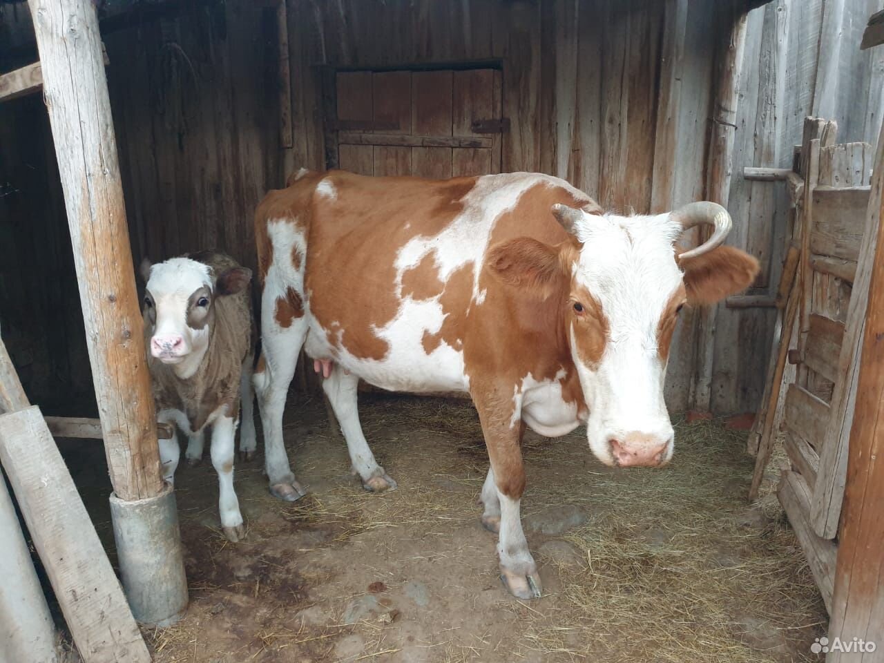Корова и теленок купить на Зозу.ру - фотография № 1