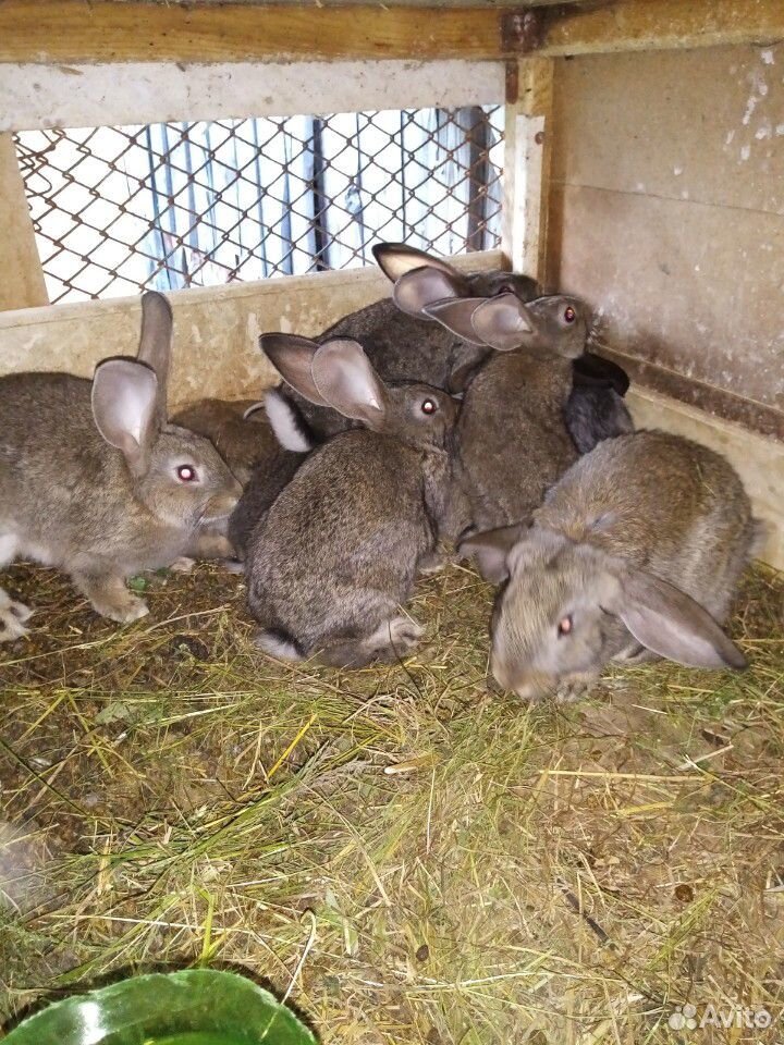 Кролики домашние купить на Зозу.ру - фотография № 1
