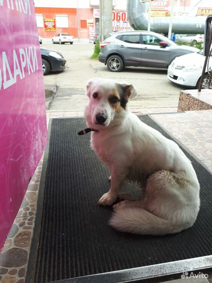 Нашлась собака купить на Зозу.ру - фотография № 3