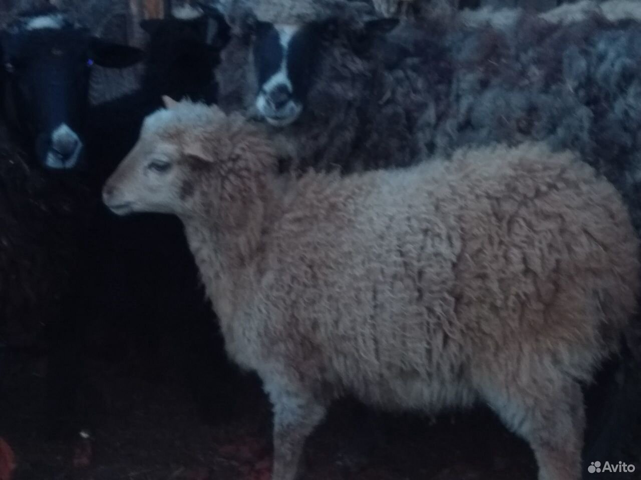 Баран, овца, ягнята, на Курбан купить на Зозу.ру - фотография № 3