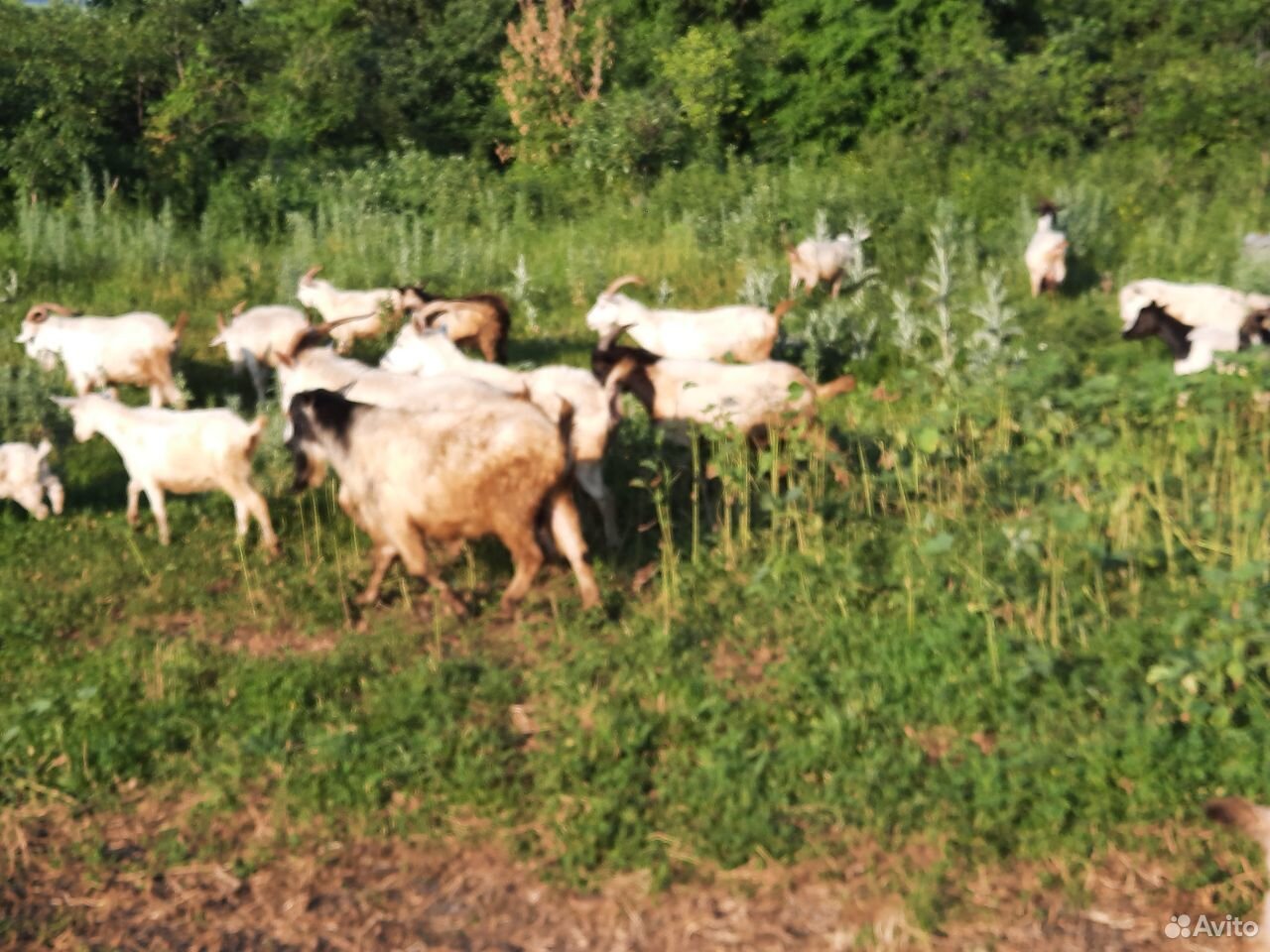 Продам молочных коз и козлят купить на Зозу.ру - фотография № 3