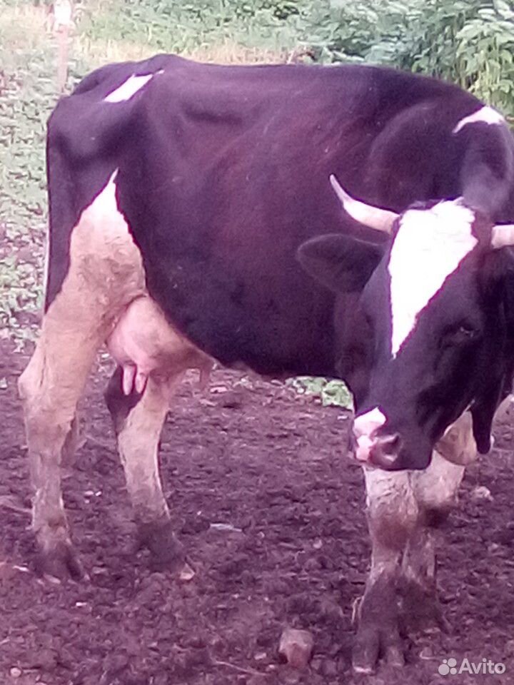 1) Корова,2) -телочка стельная,3) -Корова купить на Зозу.ру - фотография № 10