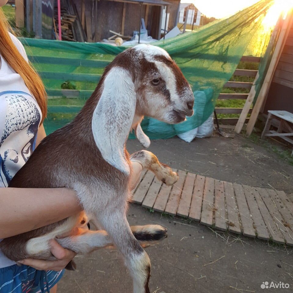 Англо-нубийские козы купить на Зозу.ру - фотография № 1