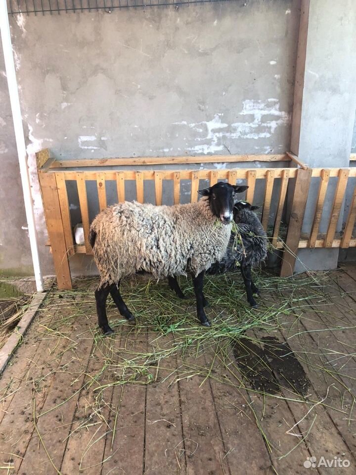 Романовская овца (беремена) купить на Зозу.ру - фотография № 1
