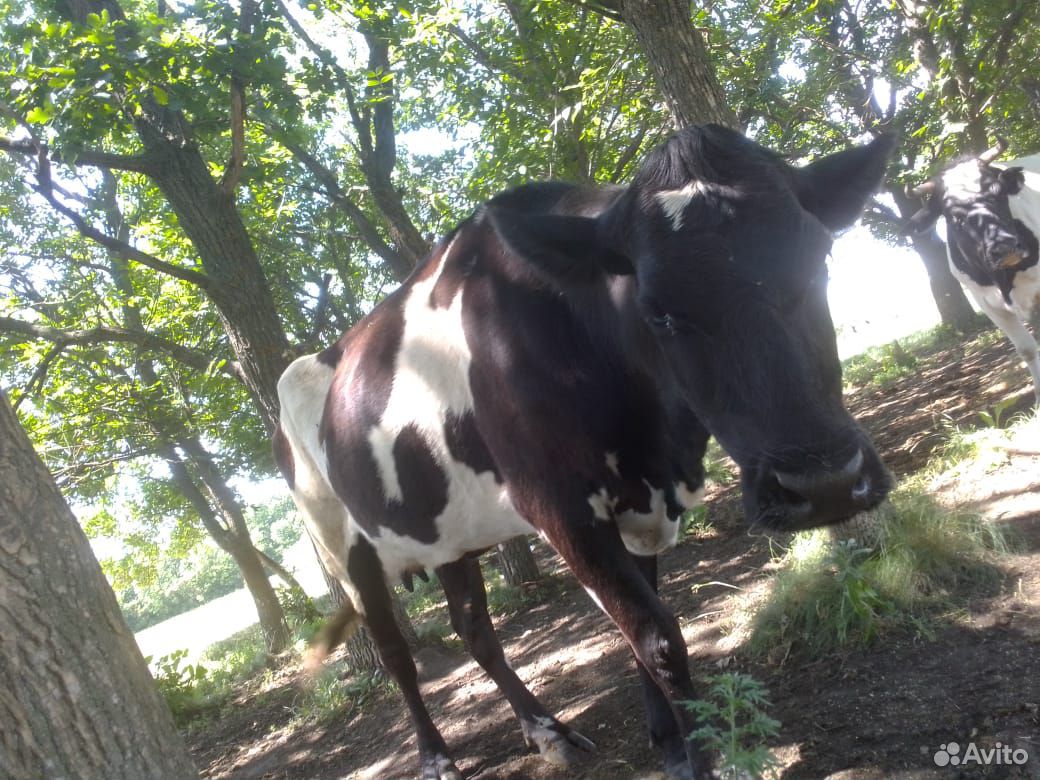 Корова, тёлка стеленная, телята купить на Зозу.ру - фотография № 1