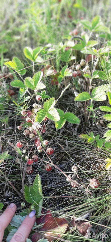 Лесная ягода купить на Зозу.ру - фотография № 2