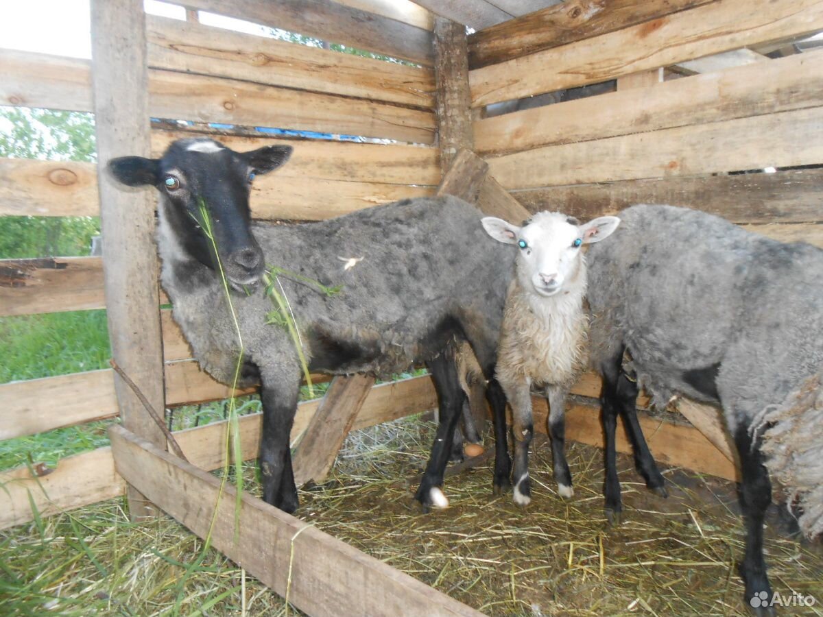 Овцы, барашек купить на Зозу.ру - фотография № 1