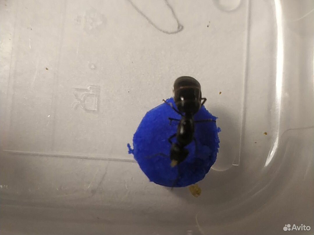 Матка муравья- -Camponotus saxatilis купить на Зозу.ру - фотография № 3