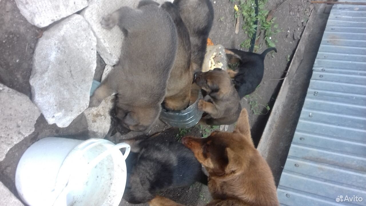 6 бездомных щенков ищут добрых хозяев купить на Зозу.ру - фотография № 3